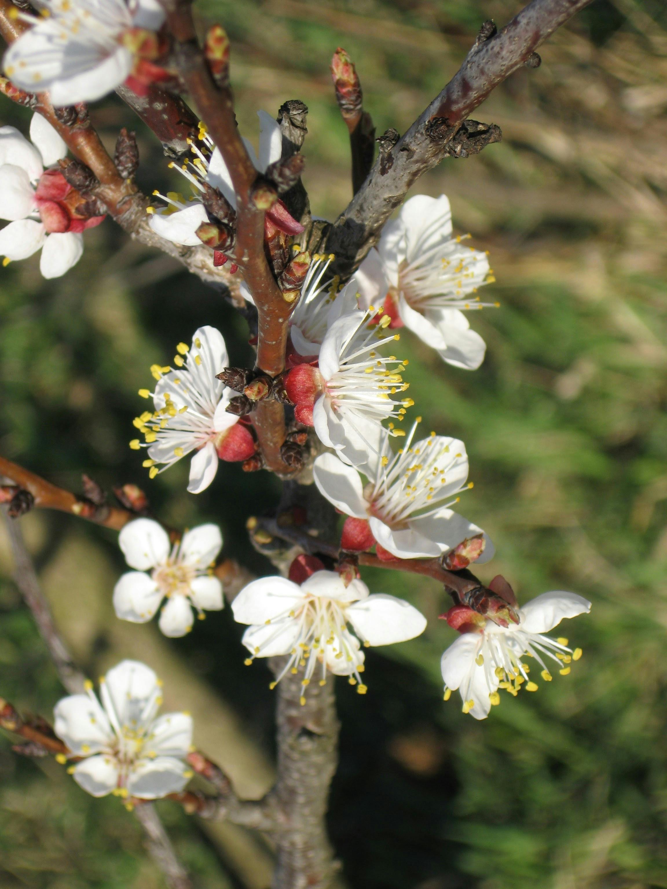 Free stock photo of blossom, march, tree