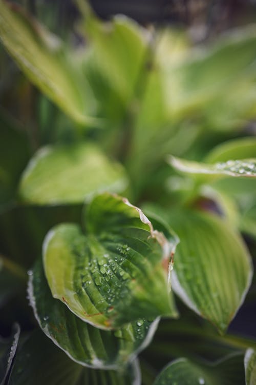 Close-up of Water on the Green Leaves