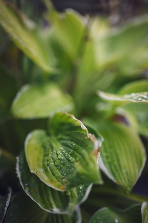 Free Vibrant green leaves with water droplets in a natural setting, showcasing freshness Stock Photo