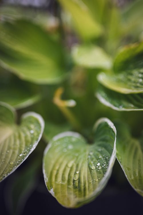 Water Droplets on Green Leaves