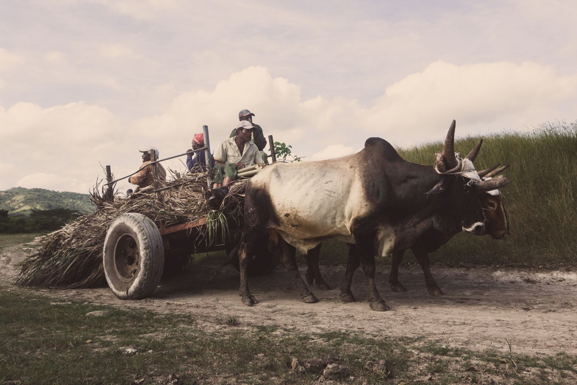 Farmers Riding a Cart Pulled by Oxen