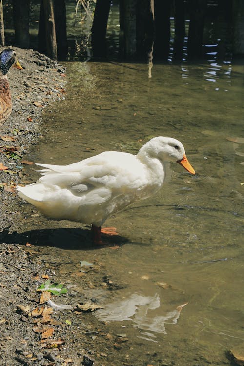 Close-Up Shot of a Duck 
