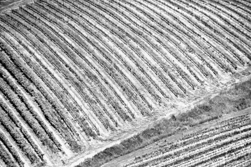 Fotos de stock gratuitas de agricultura, blanco y negro, campo