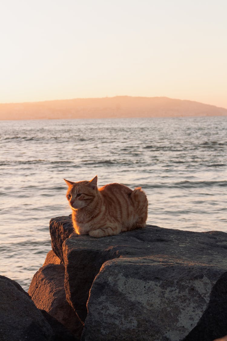 Cat Lying On A Rock Near Sea