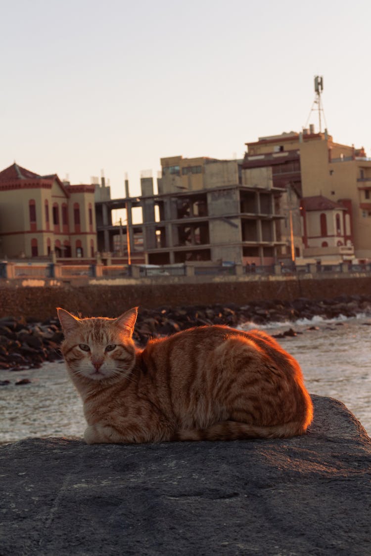 A Cat On The Rock