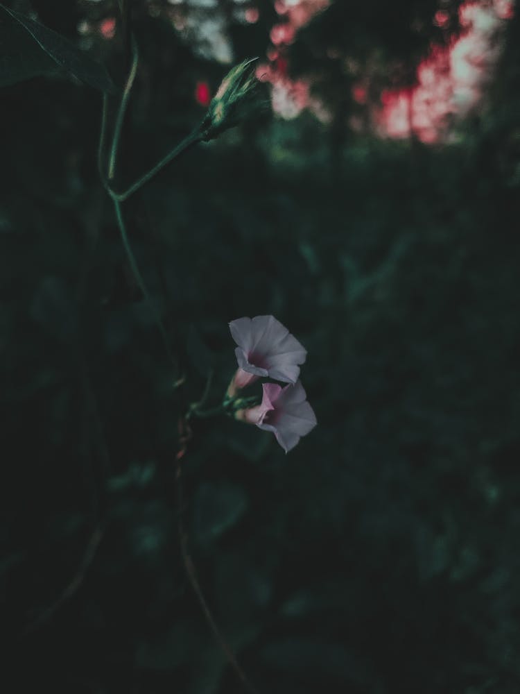 An Ipomoea Triloba Flower