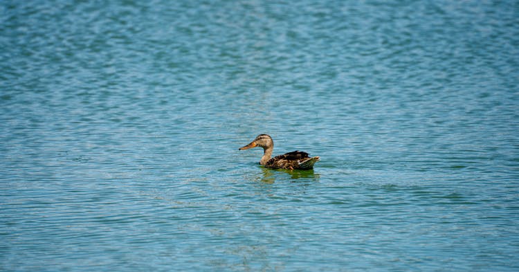 A Duck In The Water 