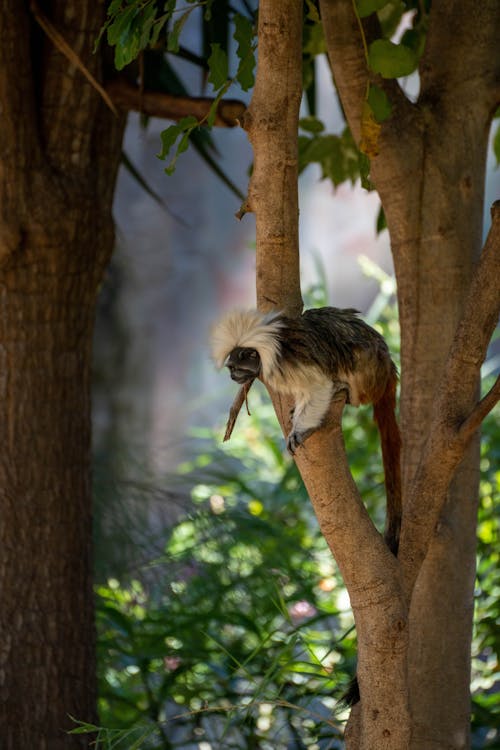 A New World World Monkey on a Tree