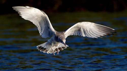 Free White and Gray Bird Flying Stock Photo
