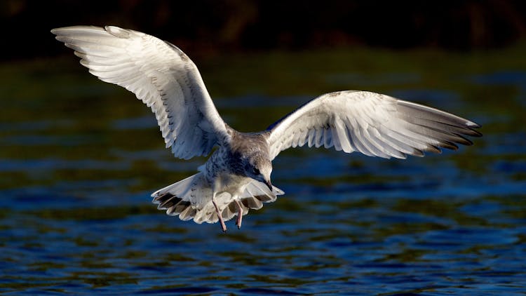 A Bird Flying Over The Water 