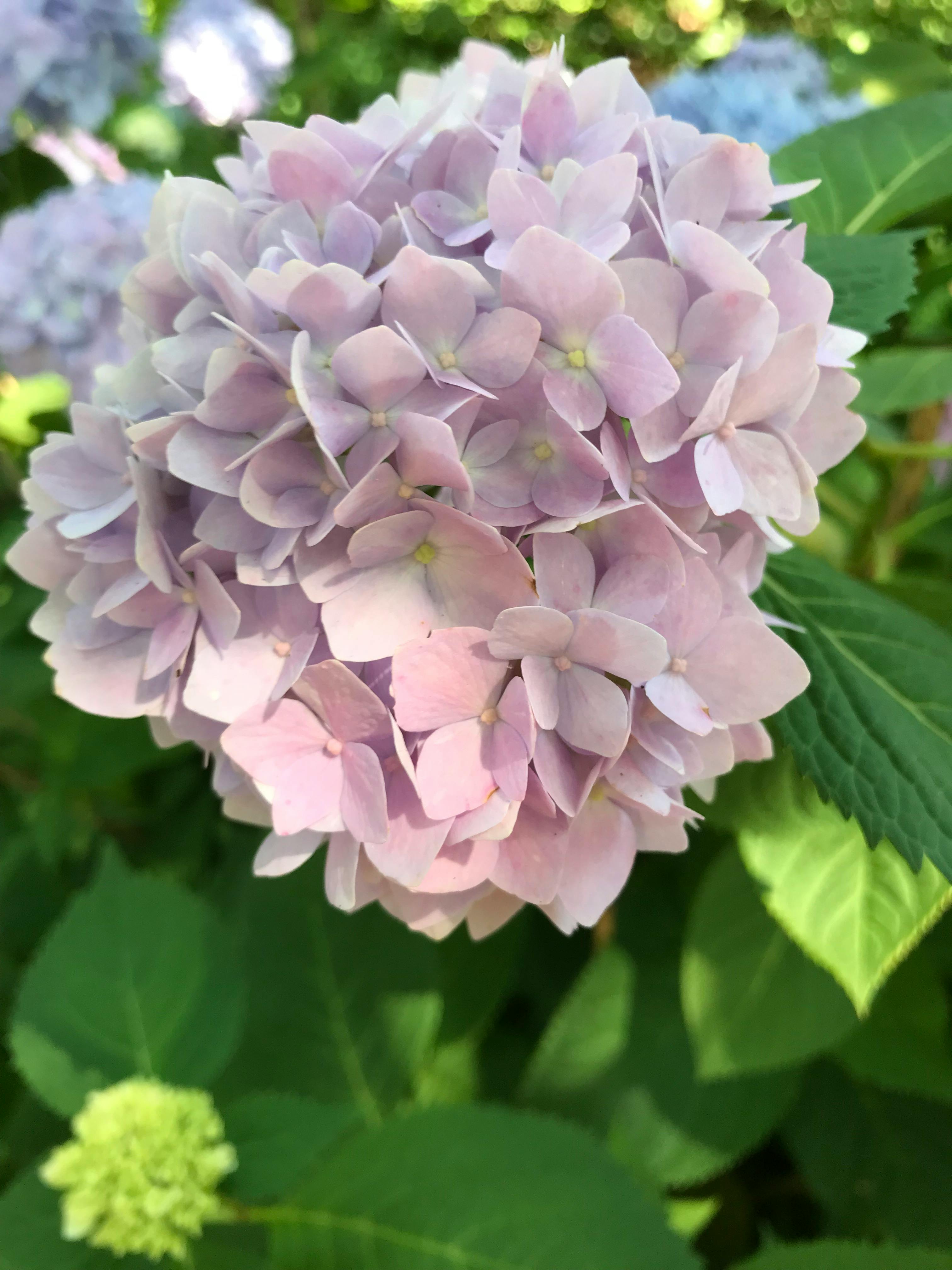Foto Stok Gratis Tentang Berwarna Merah Muda Bunga Hydrangea Foto Stok Gratis Tentang Berwarna Merah Muda Bunga Hydrangea
