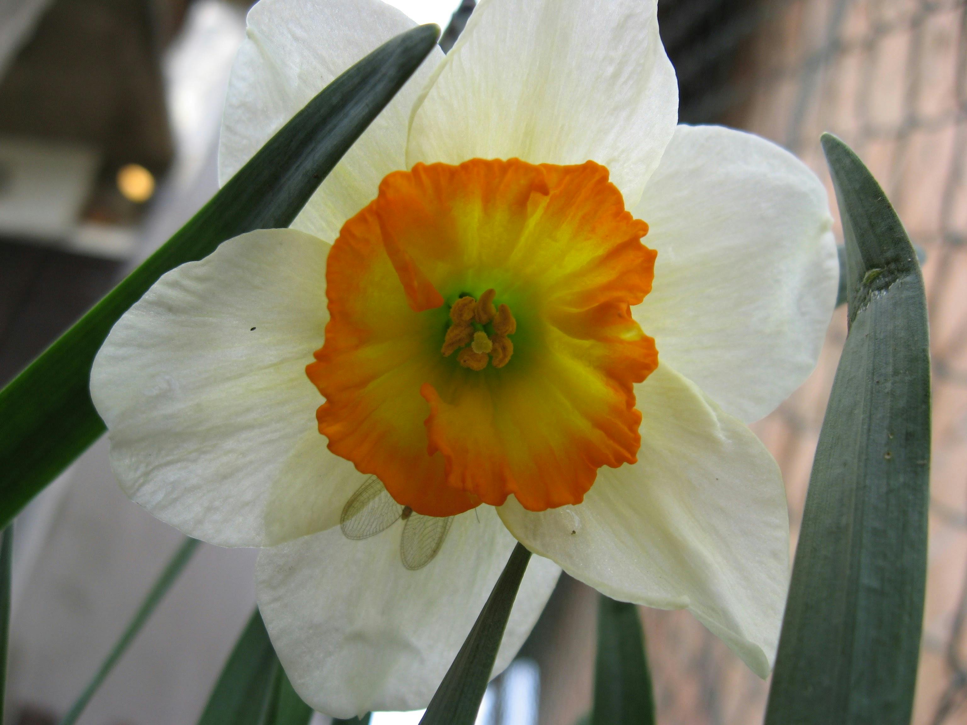 Free stock photo of daffodil, flower, march