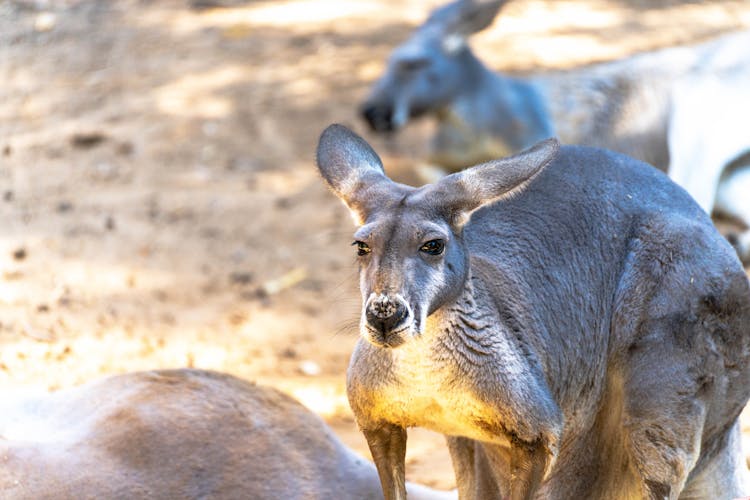 Brown Kangaroo In Close Up Shot