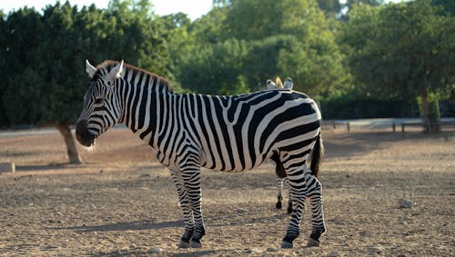 Ücretsiz çizgiler, hayvan fotoğrafçılığı, safari içeren Ücretsiz stok fotoğraf Stok Fotoğraflar