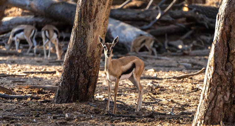 Brown Deer Near Tree Trunk