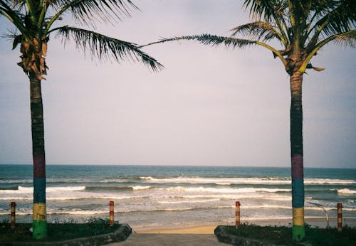 Foto d'estoc gratuïta de arbres, Costa, estavellant