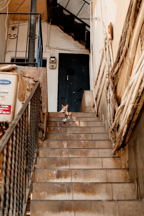 Bezpłatne Darmowe zdjęcie z galerii z budynek, kot, kroki Zdjęcie z galerii
