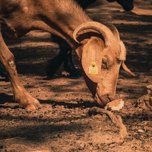 Brown Goat in Close Up Shot