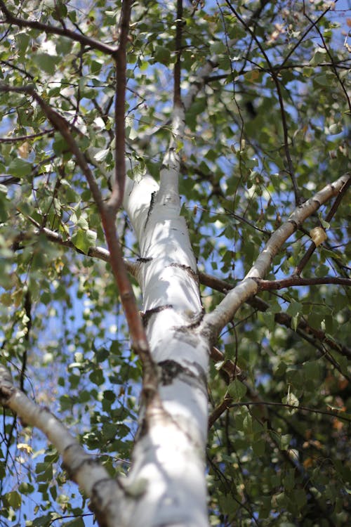 tree silver birch