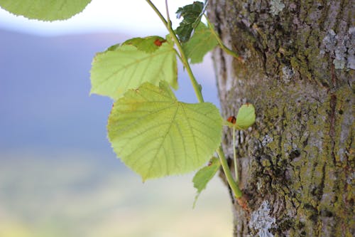 leaf tree linden