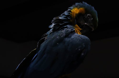 Free Blue Parrot Stock Photo