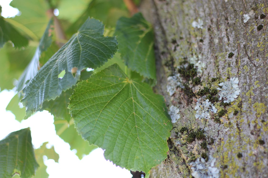 Foto d'estoc gratuïta de arbre, fulla, linden