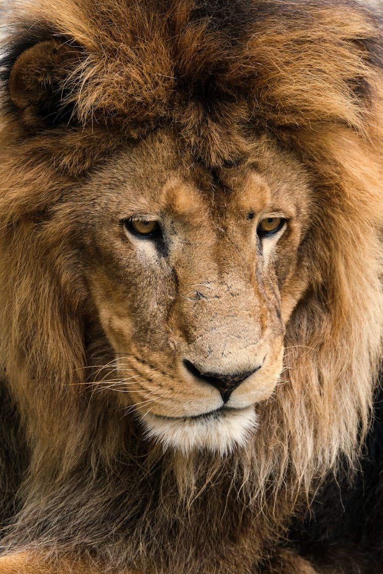 Close-Up Shot Of A Lion