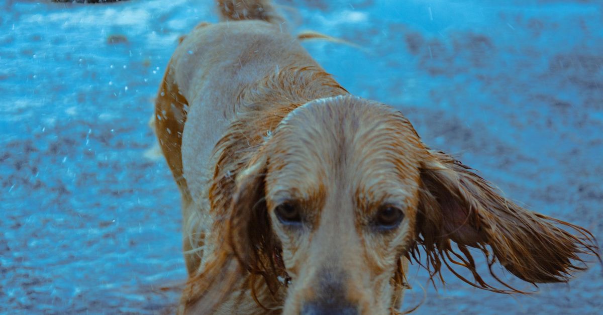 A Dog's Day at the Waterpark: The Colony's Bow-Wow Luau Returns in September