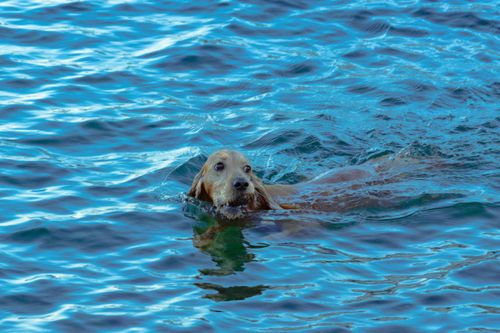 Free A golden retriever gracefully swims in clear blue ocean waters on a sunny day. Stock Photo