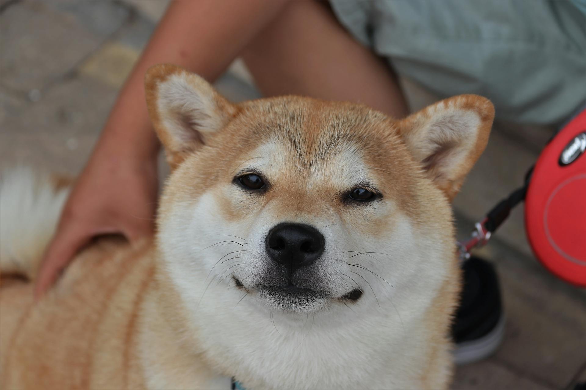 Close-Up Shot of a Shiba Inu 