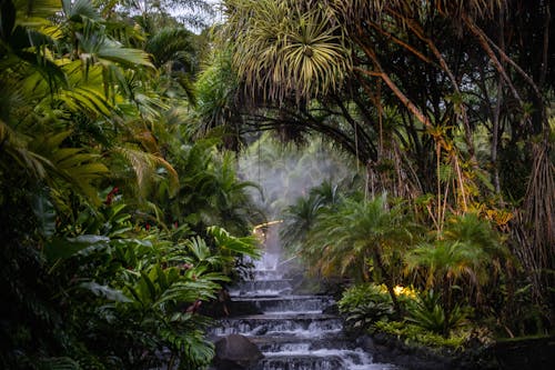 Darmowe zdjęcie z galerii z botanika, bujne liście, dżungla
