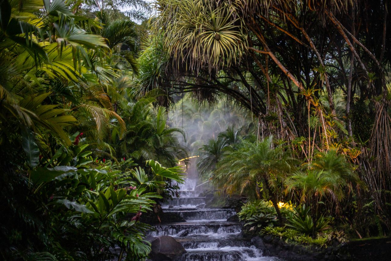 a serene view of a waterfall surrounded by dense lush tropical foliage