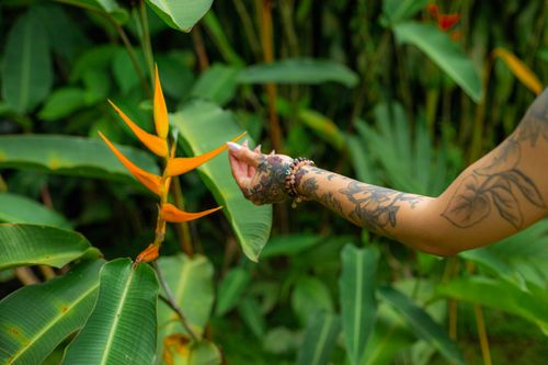 Free Close-up of a tattooed hand reaching out to a vibrant orange Birds of Paradise flower in lush greenery. Stock Photo