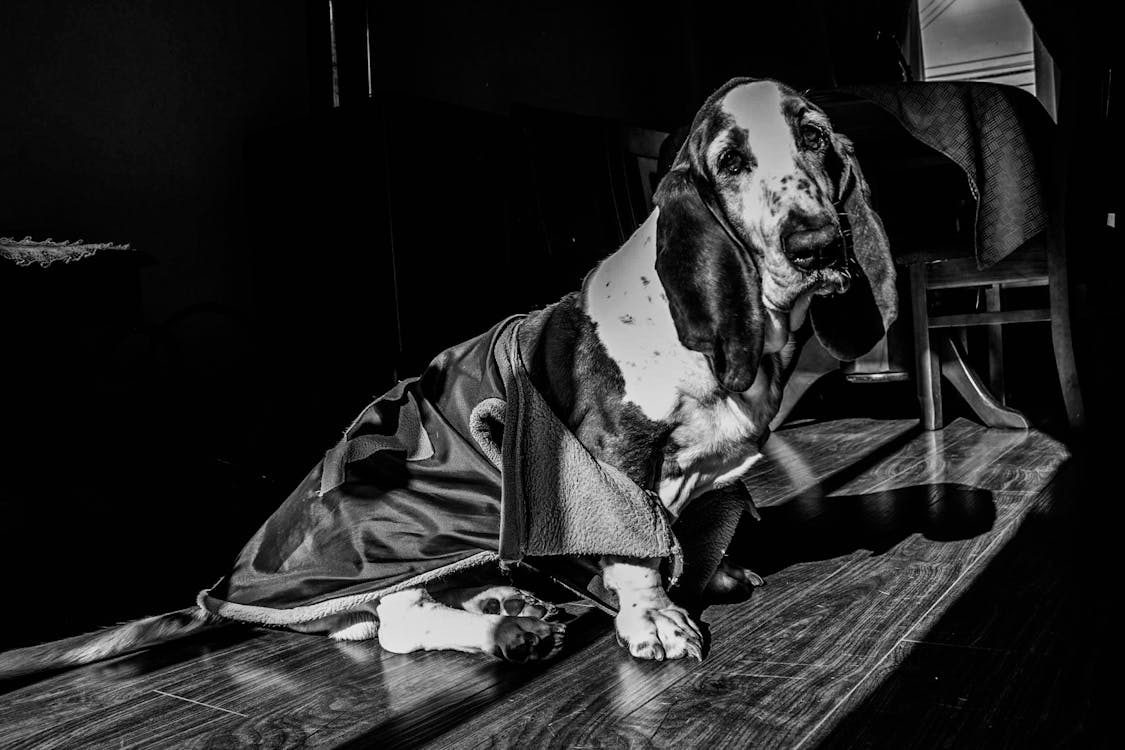 Free stock photo of basset hound, black, black amp white Stock Photo
