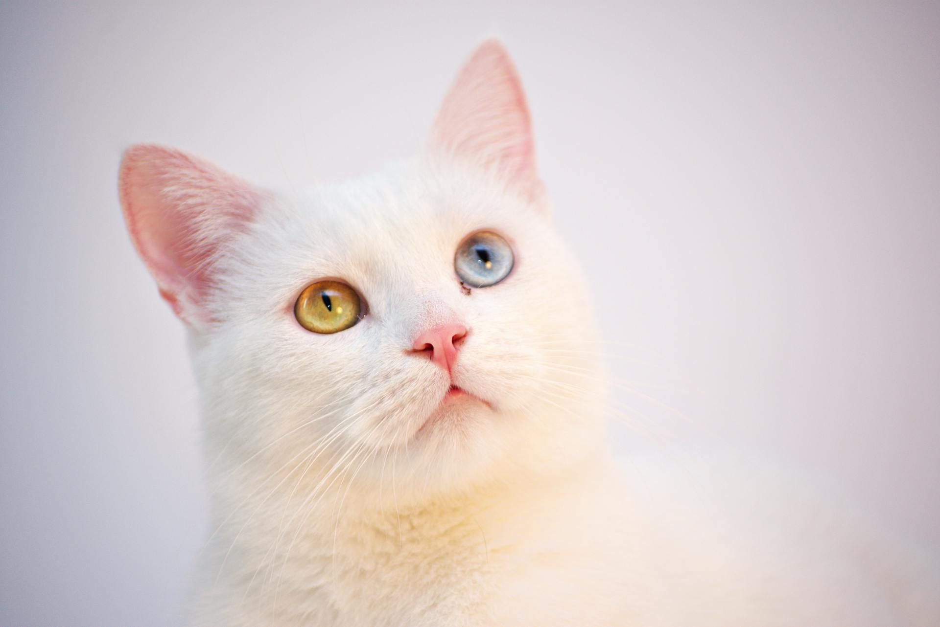 Photographie à faible focale d'un chat blanc