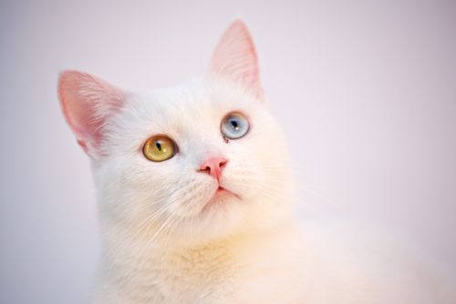 Free A fluffy white cat with one blue and one yellow eye, showcasing its striking heterochromia. Stock Photo