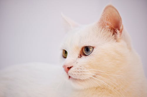 Flacher Fokus Fotografie Der Weißen Katze