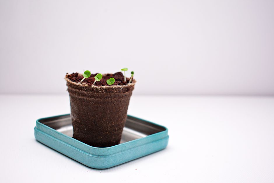 biodegradable seed starting trays for basil - basil seeds planting instructions biodegradable seed starting trays for basil - basil seeds planting instructions