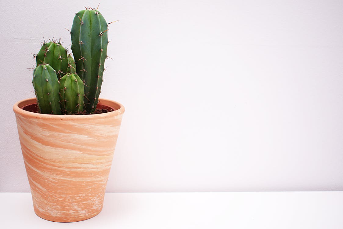 Imagine de stoc gratuită din cactus, cu țepi, înțepător