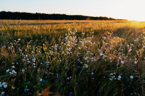 Free stock photo of agricultural field, beautiful sunset, cornflowers Stock Photo