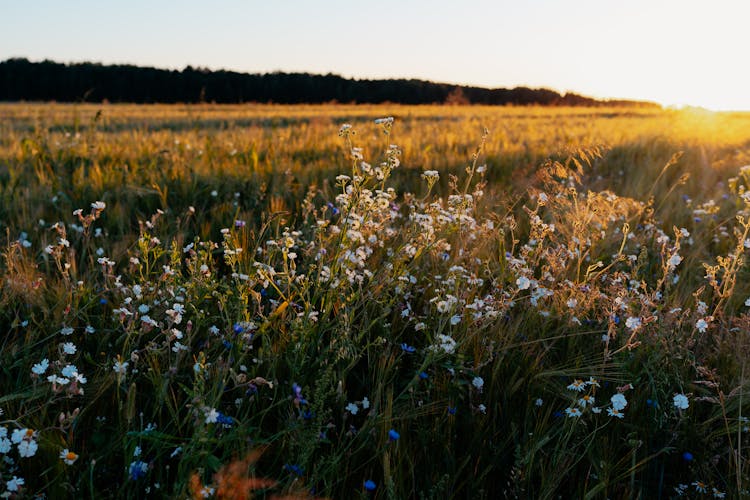 A Field Of Cornflowers