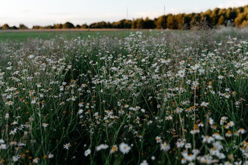 Free stock photo of agricultural field, camomile, grassland Stock Photo