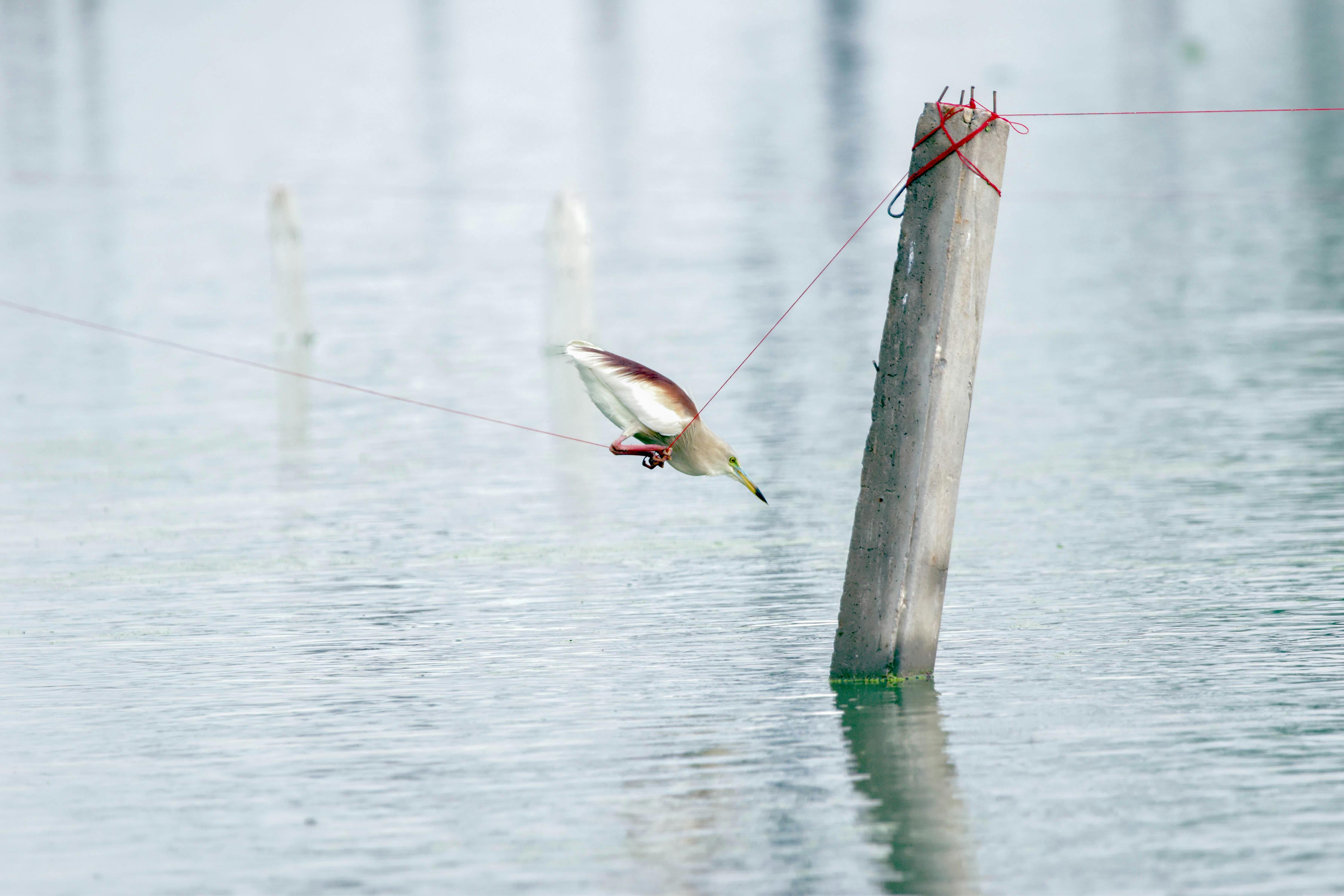Bird Perched on a Red String · Free Stock Photo