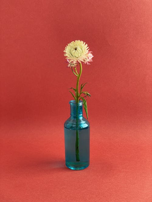 Foto stok gratis botol, bunga-bunga, Daun-daun