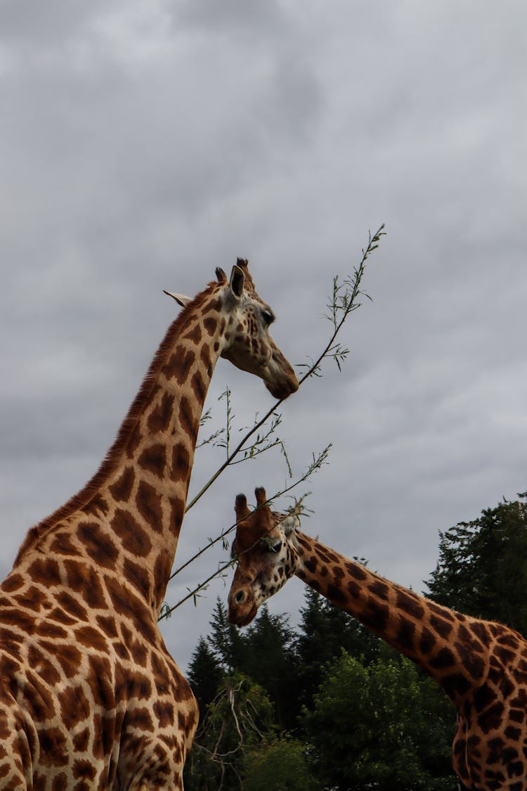 Giraffes Eating Leaves