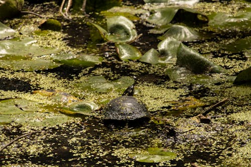 Turtle on a Pond