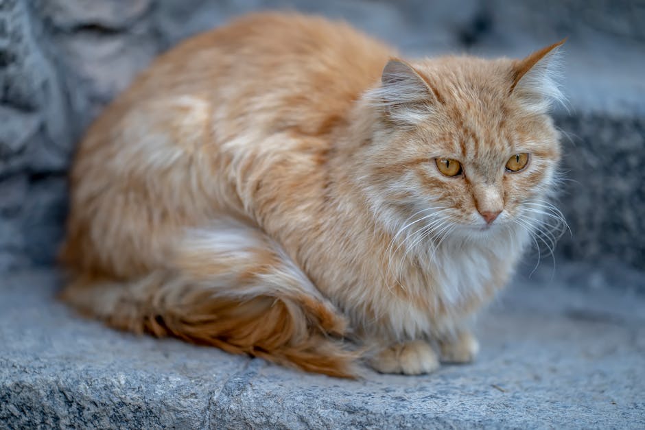 how much is a persian cat