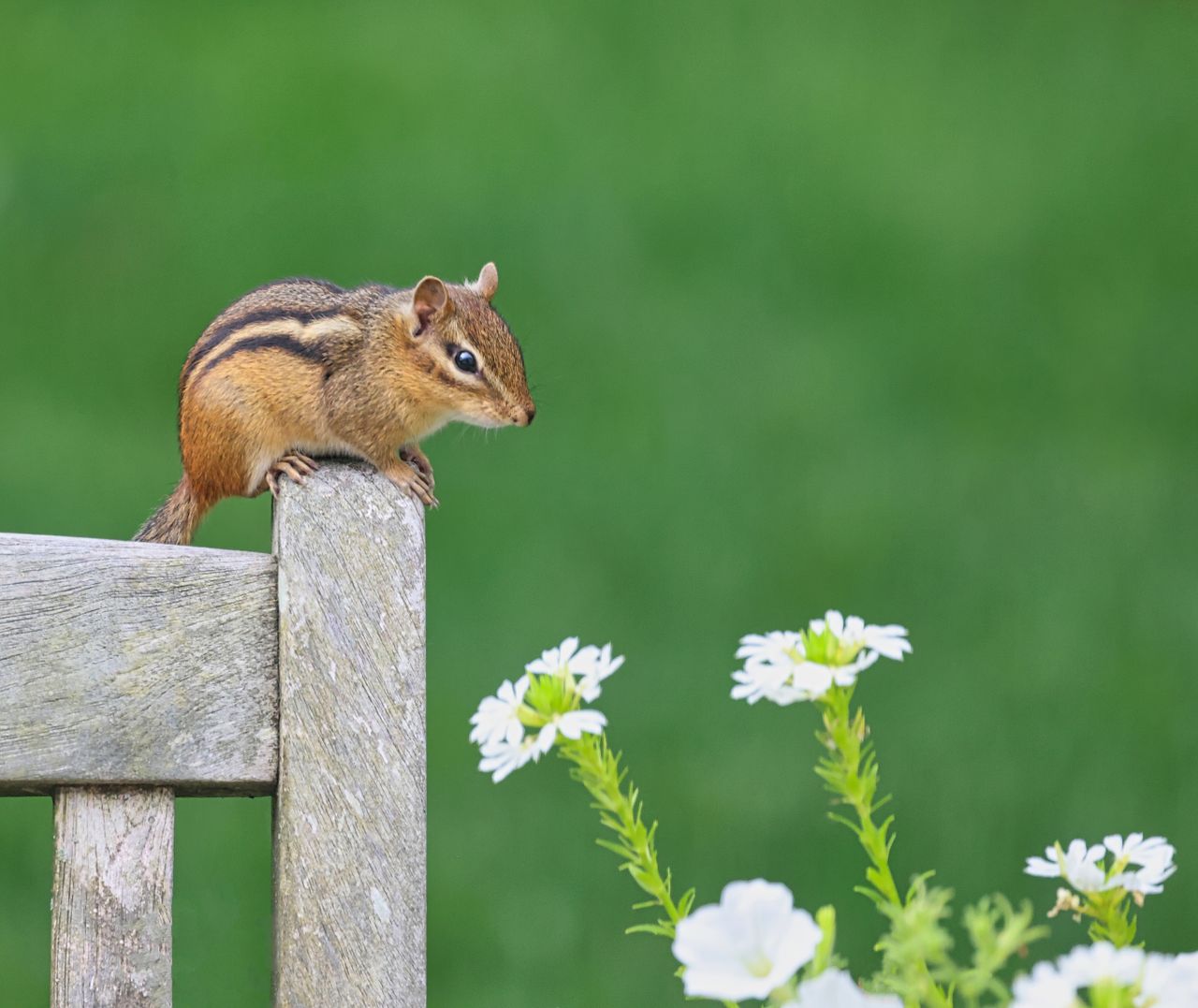 a close up of a chipmunk on a fence with white flowers in the foregrou
