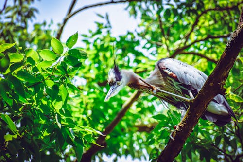 Gratis Burung Bertengger Di Pohon Foto Stok