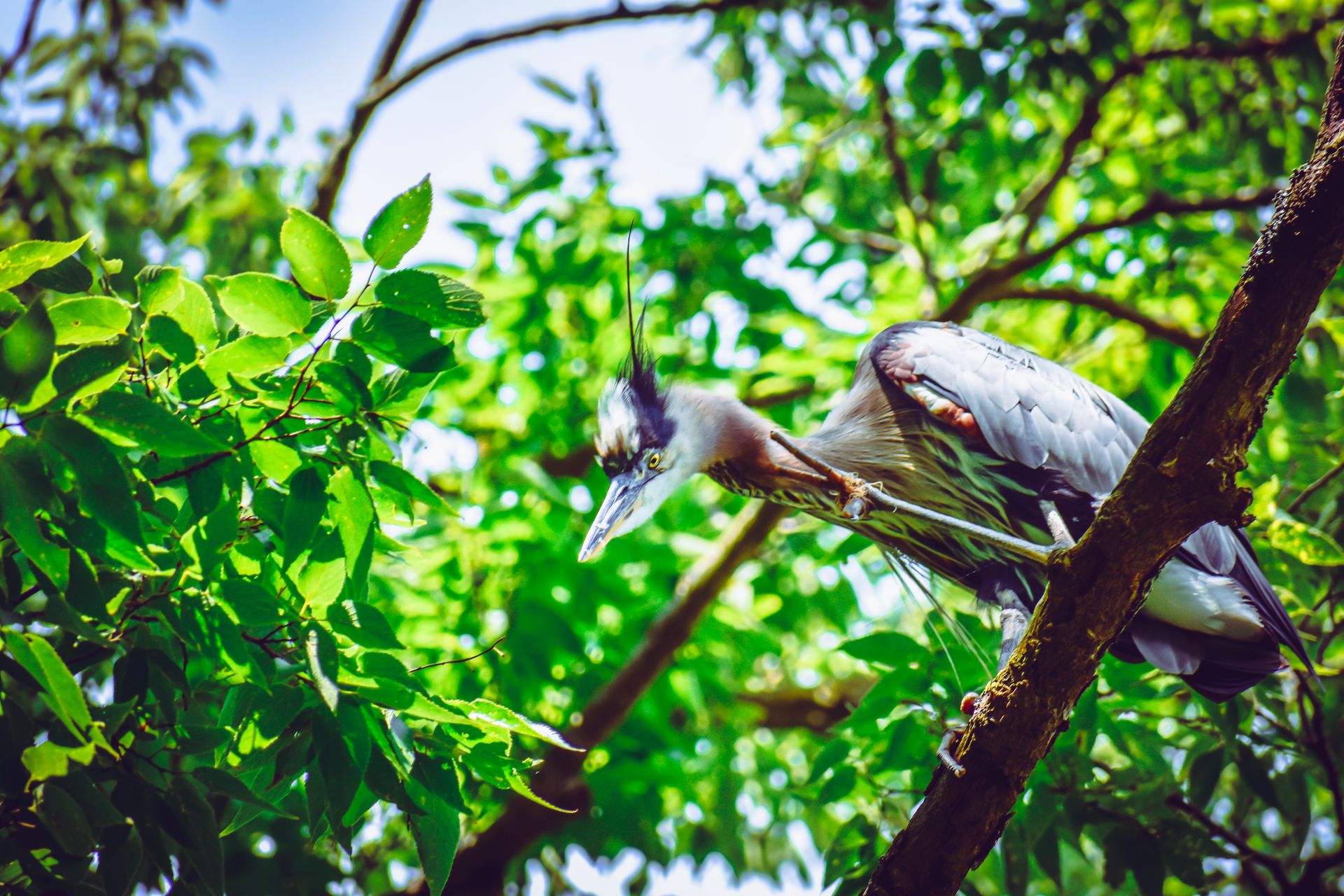 A Great Blue Heron with striking plumage poised on a tree branch, surrounded by vivid green leaves.
